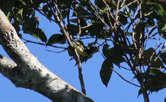Myzomela jugularis