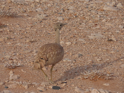 Karoo Korhaan (Heterotetrax vigorsii), photo 10