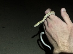 Phyllorhynchus decurtatus