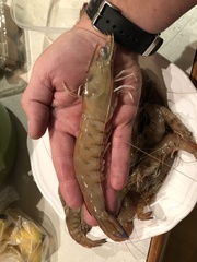 Penaeus latisulcatus