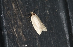 Clepsis leucaniana