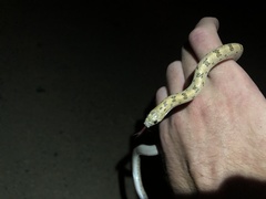 Phyllorhynchus decurtatus