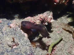 Tadpole Fish photo 2