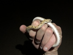 Phyllorhynchus decurtatus