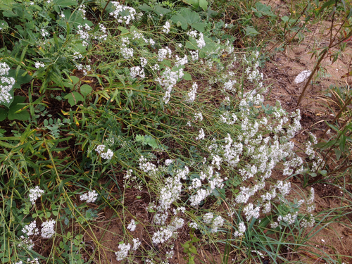 Gypsophila oldhamiana, photograph 1