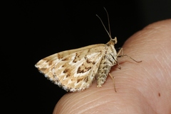 Asaphodes clarata
