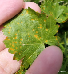 Puccinia modiolae