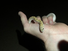 Phyllorhynchus decurtatus