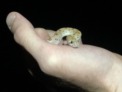 Phyllorhynchus decurtatus