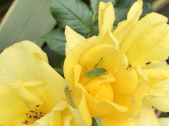 Leptophyes punctatissima