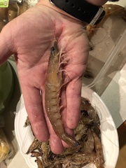 Penaeus latisulcatus