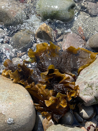 Photo of Sugar Kelp (Saccharina latissima)