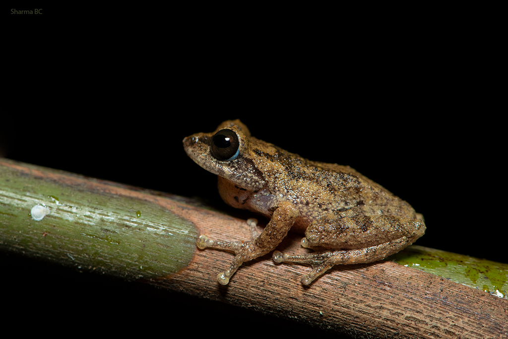 Munnar Bush Frog