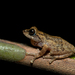 Munnar Bush Frog - Photo (c) Sharma BC, some rights reserved (CC BY-NC), uploaded by Sharma BC