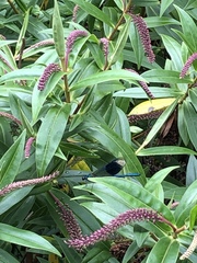 Calopteryx splendens