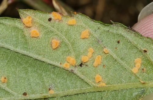 Rubus rust
