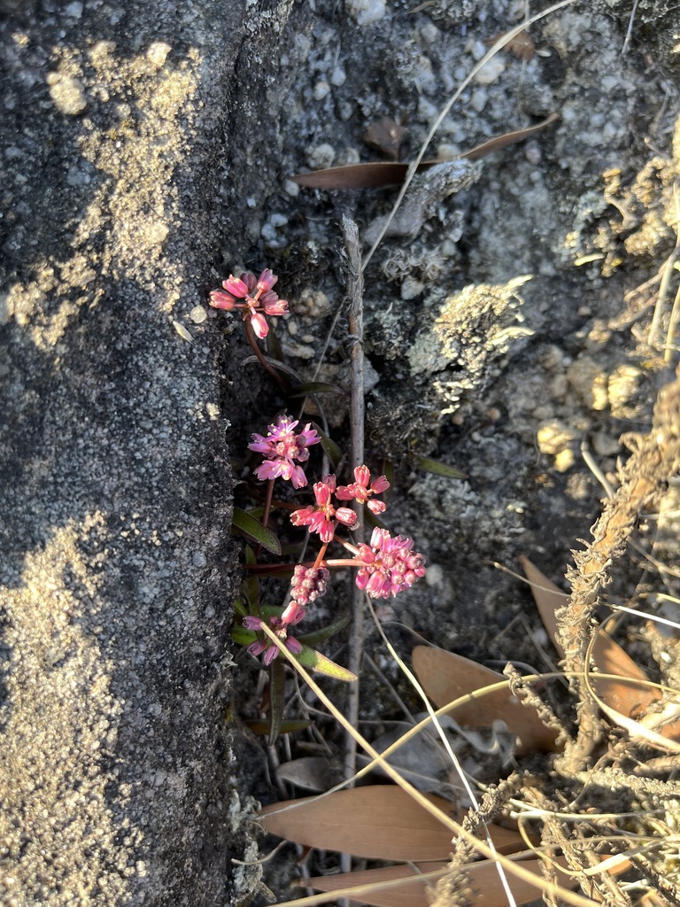 Ledebouria rupestris, Ehlanzeni, ZA-MP, ZA