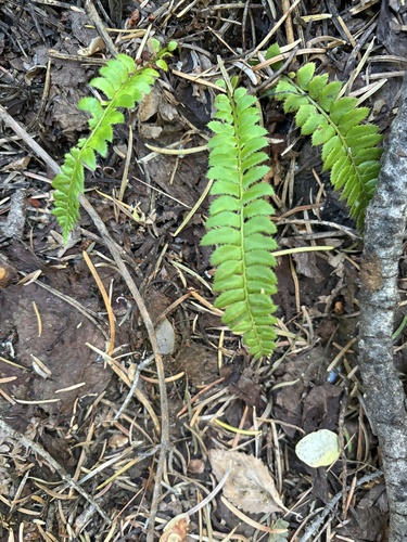 Polystichum lonchitis iNat (1)