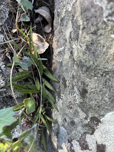 Image of Ledebouria rupestris by (c) katuchka, some rights reserved (CC BY)