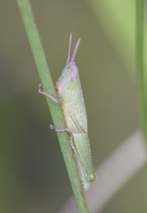 Aptenopedes