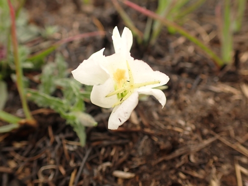 Image of Oenothera tetraptera by no rights reserved