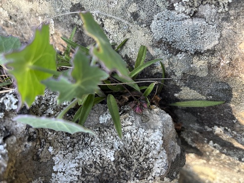 Image of Ledebouria rupestris by (c) katuchka, some rights reserved (CC BY)
