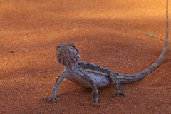 Pogona minor