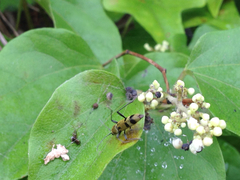Chlorophorus muscosus