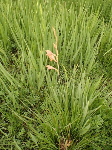 Image of Gladiolus antholyzoides by no rights reserved