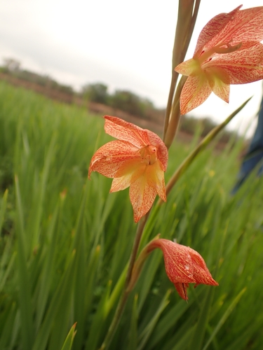 Image of Gladiolus antholyzoides by no rights reserved