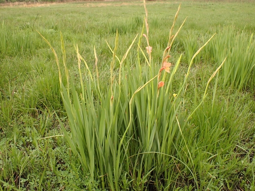 Image of Gladiolus antholyzoides by no rights reserved