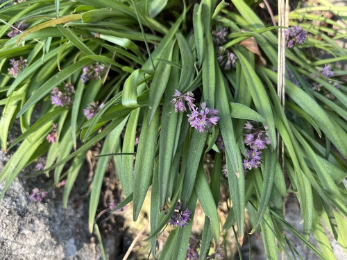 Image of Ledebouria rupestris by (c) katuchka, some rights reserved (CC BY)