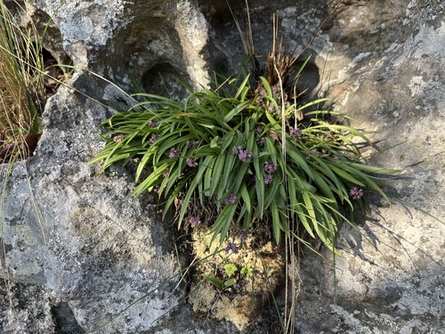 Image of Ledebouria rupestris by (c) katuchka, some rights reserved (CC BY)