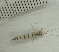 Nectopsyche exquisita