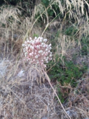 Allium ampeloprasum