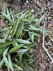 Elegans succulent (Xerophyta elegans)