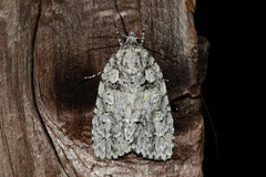 Acronicta ovata
