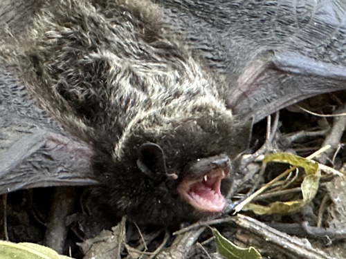Silver-haired Bat photographed in Minnesota