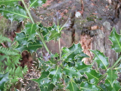 Ilex aquifolium