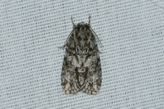 Acronicta retardata