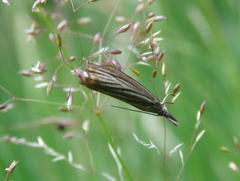 Chrysoteuchia culmella