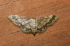 Idaea celtima