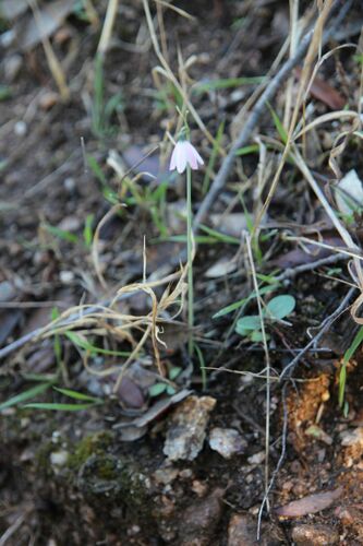 Pink Snowflake (Acis rosea)