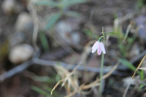 Acis rosea, photograph 2