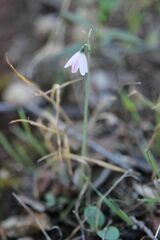 Acis rosea, photograph (c) Olivier Argagnon, some rights reserved (CC BY)