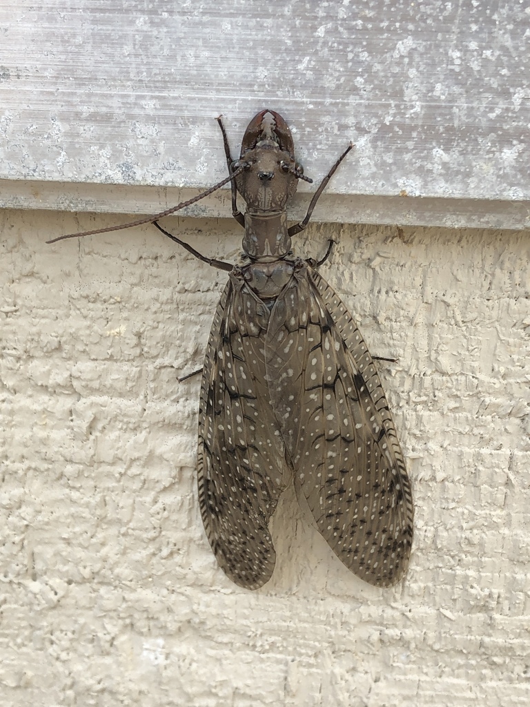 Eastern Dobsonfly from 2269 Mann Rd, Powhatan, VA, US on July 4, 2019 ...