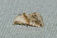 Eublemma minima
