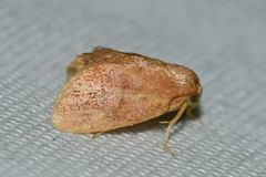 Heterogenea shurtleffi