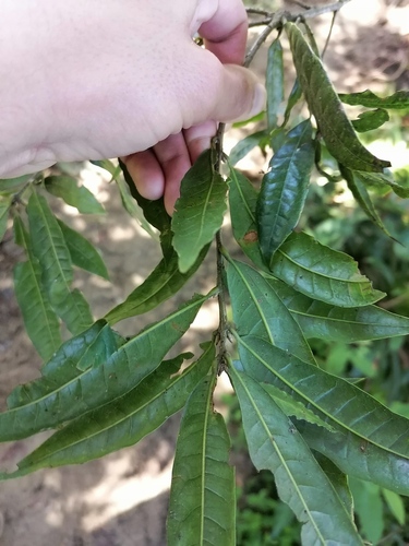 Quercus salicifolia