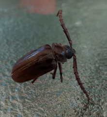 Prionus pocularis